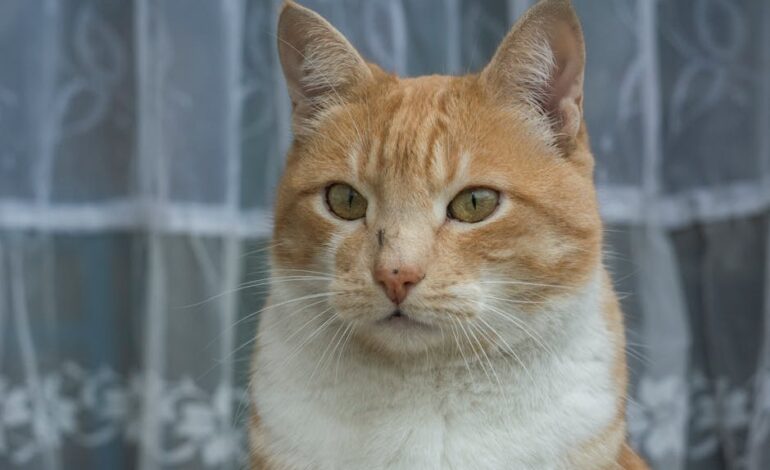 Close-up portrait of an adorable ginger tabby cat with curtains background in Gomel, Belarus.