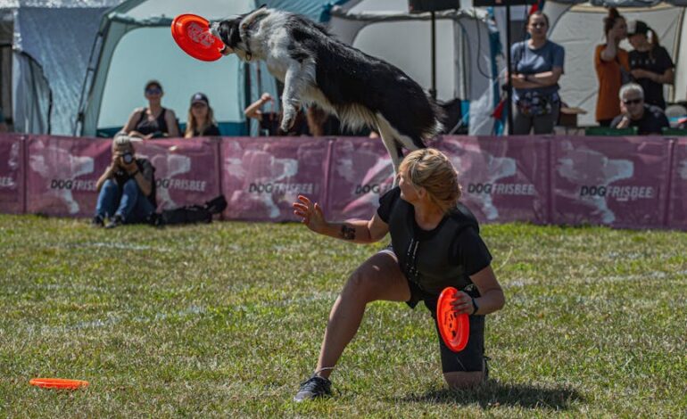 A border collie leaps to catch a frisbee at an outdoor dog frisbee contest, showcasing skill and agility.