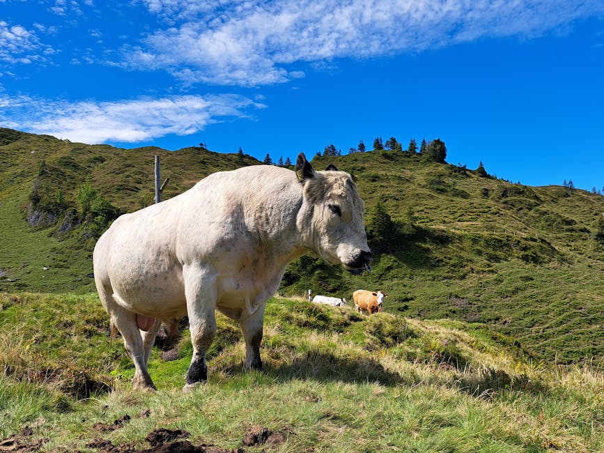 Cows grazing on a lush alpine pasture under a vibrant blue sky.