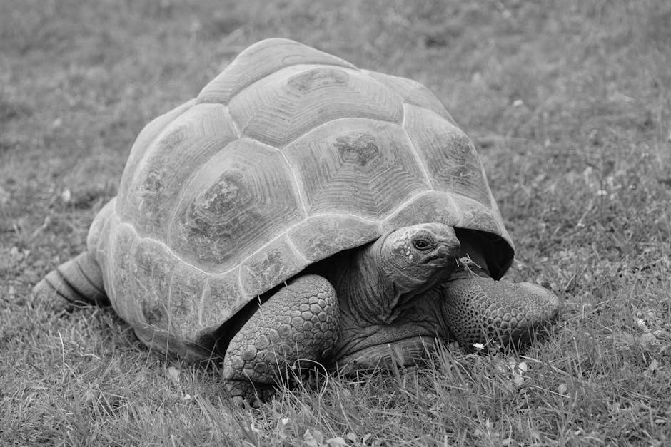 Black and white close-up of a Galapagos giant tortoise on grass.