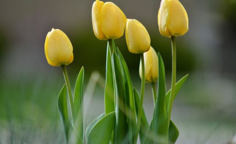 A serene close-up of bright yellow tulips blooming in a garden setting, captured in detail.