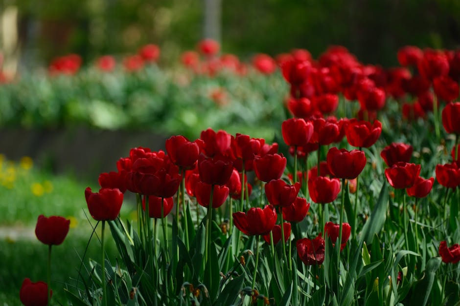 Bright red tulips in full bloom creating a vibrant and colorful spring scene outdoors.