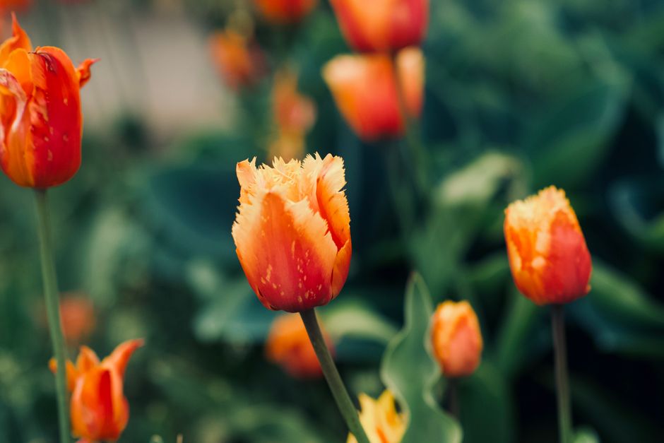 Close-up of vibrant orange tulips blooming in a lush green garden during spring.