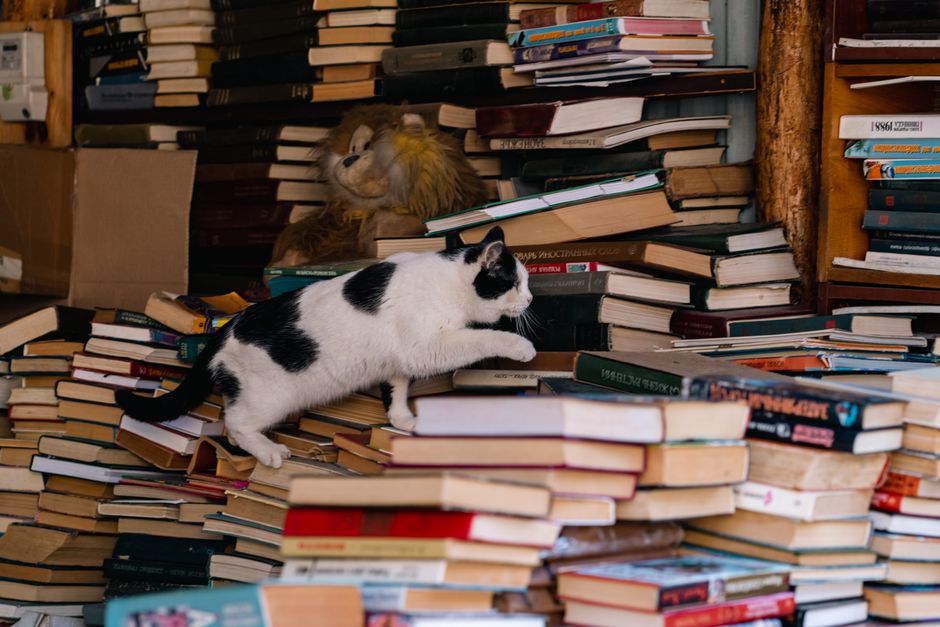 A curious black and white cat climbs stacks of books inside a cozy bookstore, conveying a sense of adventure.