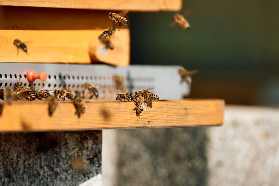 Honeybees swarming around the entrance of a wooden beehive in sunlight.