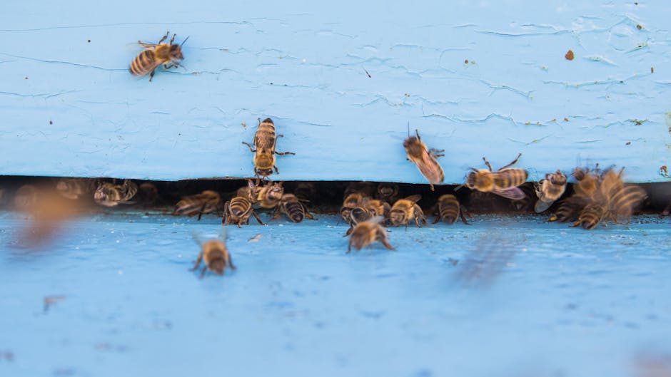 Honey bees entering and exiting a blue beehive, showcasing bee activity.